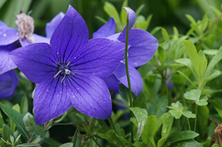 茂木町の花：ききょう