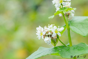 蕎麦の花